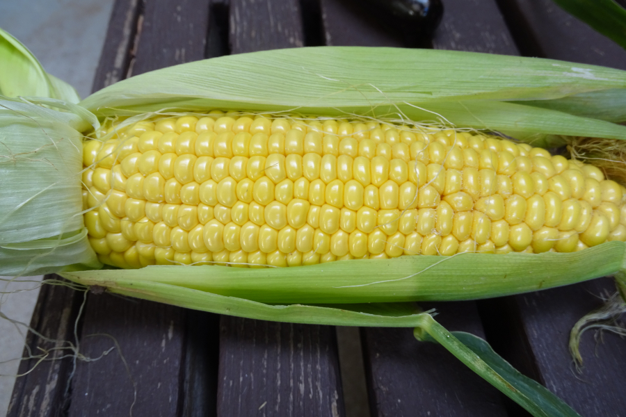 Dauman Supersweet Corn